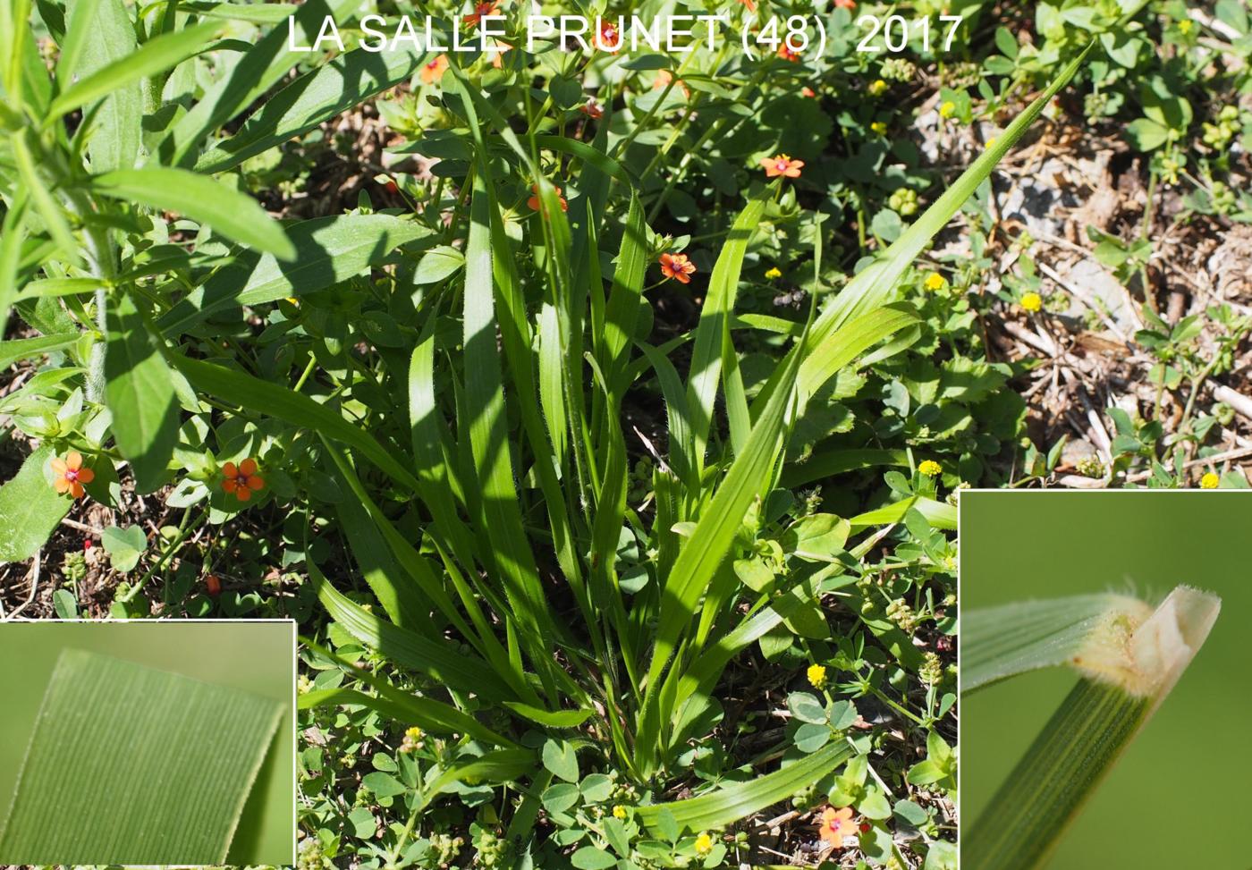 False-Brome, Slender leaf